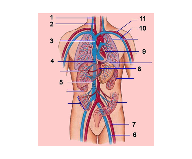 plaatje met organen en bloedvaten in torso van de mens, horend bij tip nummer 3 van biologie leren: 5 makkelijke tips